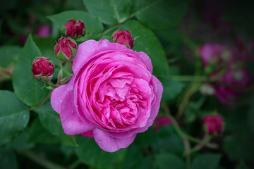 Close up of pink rose head