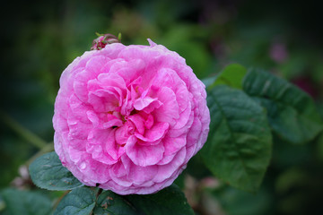Close up of pink rose head