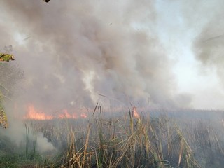 Field smoke background