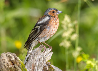 wet finch