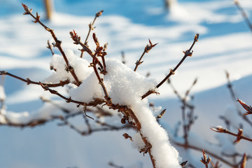 Shrub, branches of a tree powdered and powdered with snow. Winter background.