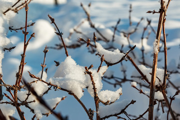 Shrub, branches of a tree powdered and powdered with snow. Winter background.