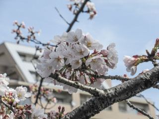 桜の花