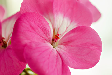 Pink geranium petals on a white background. Close up of indoor plants.