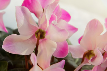 Fototapeta na wymiar Cyclamen flower. Pale pink petals of houseplant. Daylight.