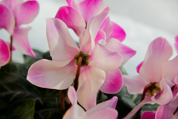 Cyclamen flower. Pale pink petals of houseplant. Daylight.