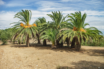 Fototapeta premium Palm trees on tropical resort. Vacation landscape concept
