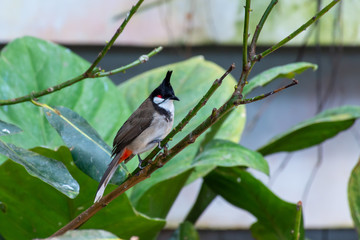 A red-whiskered bulbul bird (Pycnonotus jocosus), or crested bulbul, perched in the rainforest showing off it's white, black and brown body.