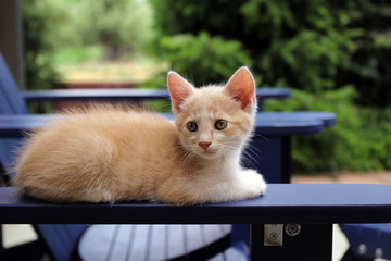 Red kitten resting on a chair - 274732014