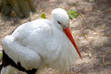 White Stork