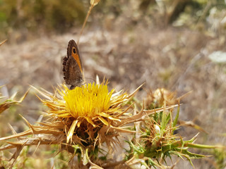 Farfalla