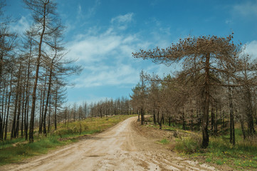 Dirt road passing through a burnt forest