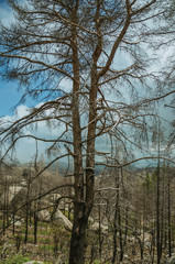 Fototapeta premium Black trees in a burnt forest over rocky landscape