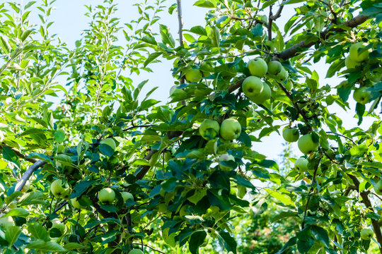 Unripe green apples on a branches of the apple tree