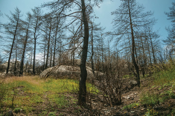 Black trees in a burnt forest over rocky landscape