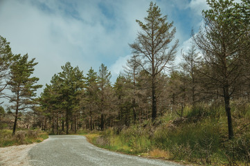 Fototapeta na wymiar Road passing through burnt forest on rocky landscape