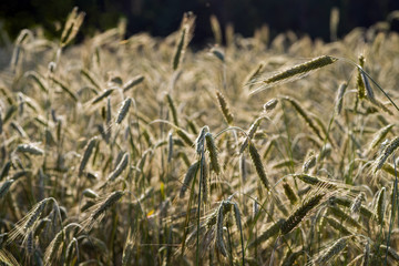 Ripening rye ears in a field brightly lit by the sun. Selective focus.