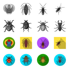 Isolated object of insect and beetle icon. Set of insect and halloween vector icon for stock.