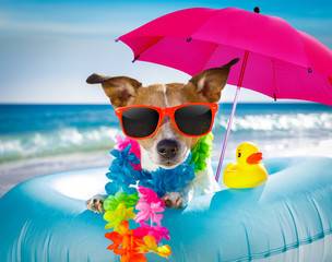 Hund am Strand und Meer mit Luftmatratze