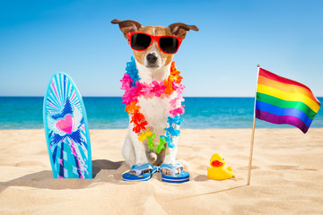 surfer dog beach