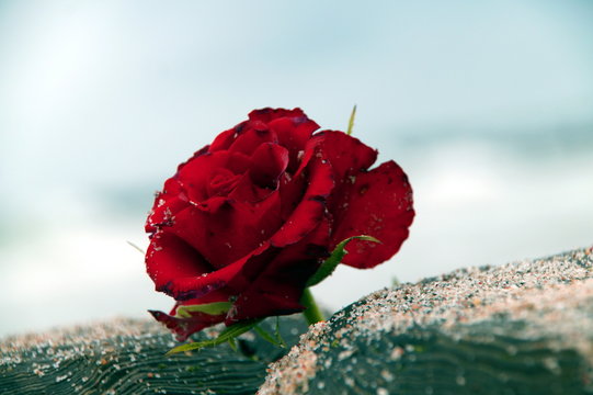 lonely red Scarlet rose flower at the beach close up on wooden wave breakers with pebble stones. beach background wallpaper. wooden groyne is deeply embedded in the seabed. sad Image for postcard.