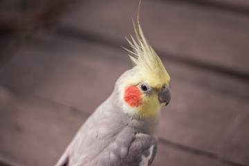 cockatiel calopsita bird passaro