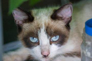 Portrait of a cat with blue eyes lying and looking at the camera. Wildlife concept.