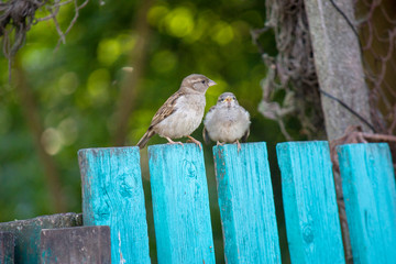 Sparrows sit on a green wooden fence, natural background