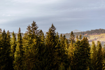 forest in autumn in carpathian mountain