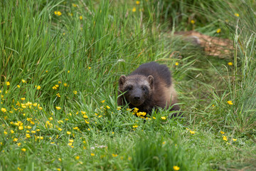 Wolverine, Gulo gulo, walking/posing amongst the flowers of a summer meadow.