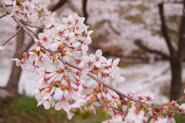 Obraz premium Japan Ueda Castle park Cherry Blossoms spring