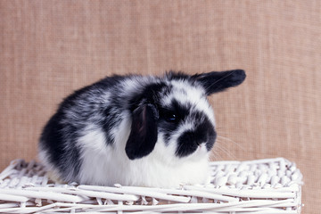the little rabbit is sitting in a white wicker basket. close-up.