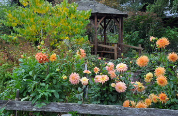 Orange dahlia garden