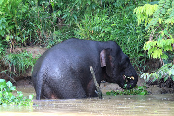 Borneo pygmy elephants (Elephas maximus borneensis) bathe in the river - Borneo Malaysia Asia