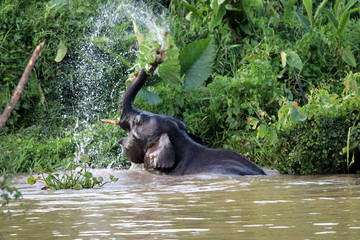 Borneo pygmy elephants (Elephas maximus borneensis) bathe in the river - Borneo Malaysia Asia
