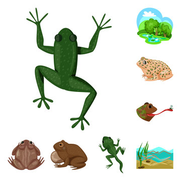 Vector design of frog and anuran logo. Collection of frog and animal vector icon for stock.