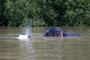 Fototapeta premium Borneo pygmy elephants (Elephas maximus borneensis) bathe in the river - Borneo Malaysia Asia