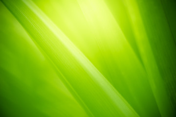 Nature of green leaf in garden at summer. Natural green leaves plants using as spring background cover page greenery environment ecology wallpaper