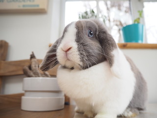A lop eared rabbit on a table. 