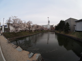 Fototapeta na wymiar Japan Matsumoto Castle park Cherry Blossoms