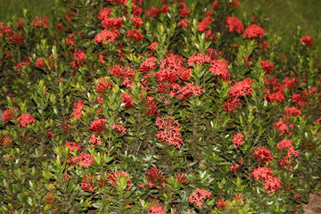 red flowers in garden