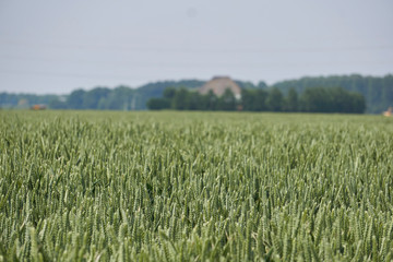 Agricultural field with wheat like green plants, focus in foreground with blurry farm in background                    