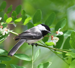black capped chickadee bird on the tree branch