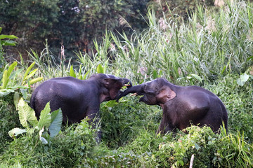 Borneo pygmy elephants (Elephas maximus borneensis) fight - Borneo Malaysia Asia
