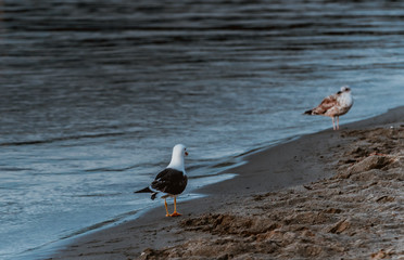 Ptaki kaczki mewy fiord morze 