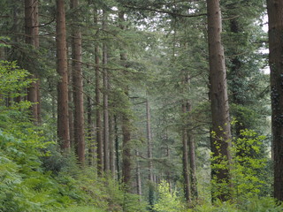 Obraz premium A vast woodland in Wales 