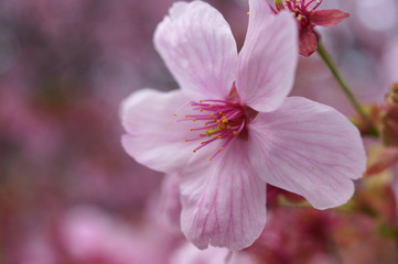 Naklejka na ściany i meble Japanese Typical flower Cherry Blossom