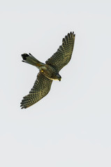 falcon (common kestrel) isolated in sky