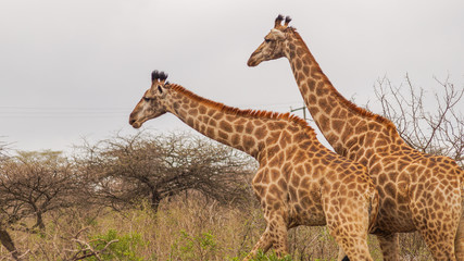 Safari in South Africa