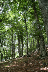 Fototapeta premium Trees